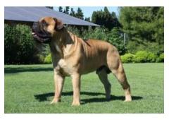 Dog Owners! Satisfy your Dogs Aggressive Chewing Urges!